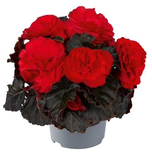 Begonia tuberhybrida 'Nonstop® Mocca F1 Scarlet' - Mugulbegoonia 'Nonstop® Mocca F1 Scarlet'  